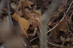 Stenocercus iridescens