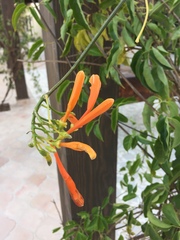 Pyrostegia