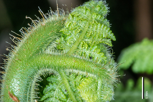 Hypolepis dicksonioides