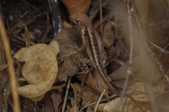 Stenocercus iridescens