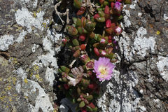 Disphyma australe australe