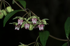 Asclepias auriculata