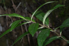 Asclepias auriculata