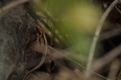 Stenocercus iridescens