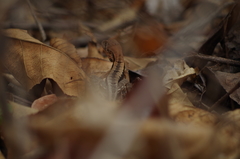 Stenocercus iridescens