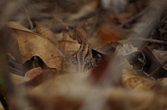 Stenocercus iridescens