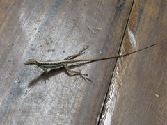 Anolis anchicayae