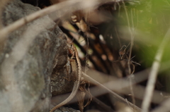 Stenocercus iridescens