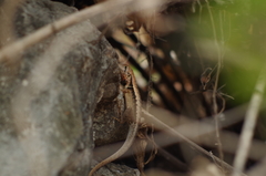 Stenocercus iridescens