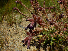 Anchusa undulata granatensis