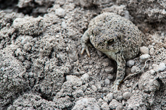 Anaxyrus compactilis