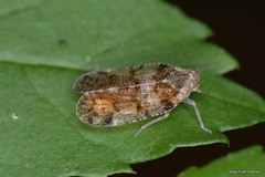 Cixius nervosus