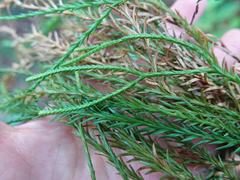 Phlegmariurus billardierei