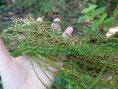 Phlegmariurus billardierei