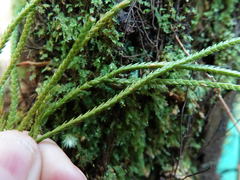 Phlegmariurus billardierei