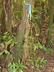 Phlegmariurus billardierei