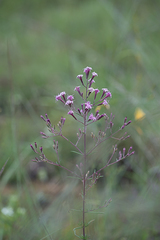 Stevia viscida
