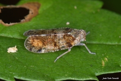 Cixius nervosus