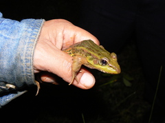 Lithobates forreri