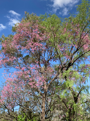 Handroanthus heptaphyllus
