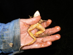 Lithobates forreri