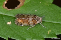 Cixius nervosus