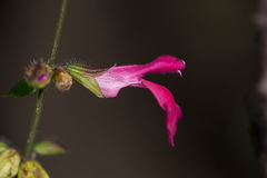 Salvia angustiarum