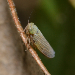 Graminella nigrifrons