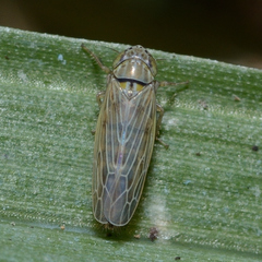 Graminella nigrifrons