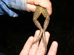 Lithobates forreri