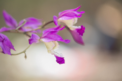 Bletia macristhmochila