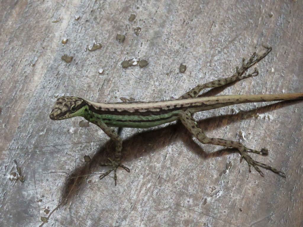 Anchicayá Anole