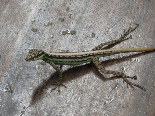 Anchicayá Anole, Anolis anchicayae