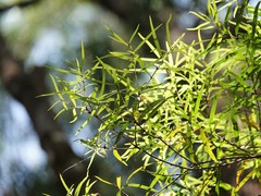 Nestegis montana