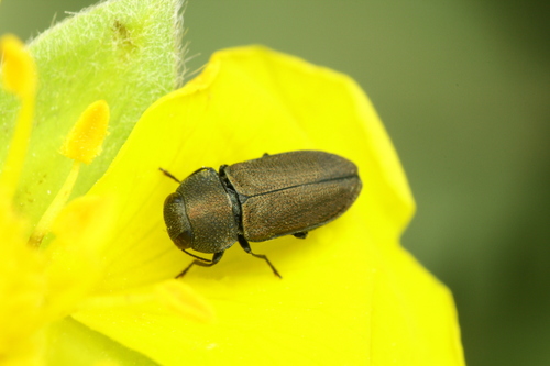 Anthaxia tenella