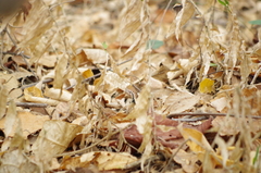 Stenocercus iridescens