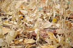 Stenocercus iridescens