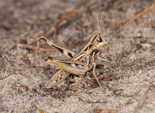 Mottled Grasshopper, Neerpelt, 3910 Pelt, Belgium, photo 10 of 10