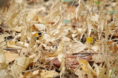 Stenocercus iridescens
