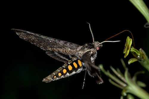 Manduca occulta Rothschild & Jordan, 1903