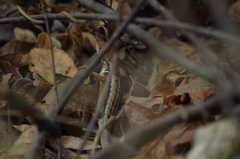 Stenocercus iridescens