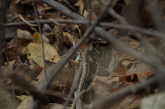 Stenocercus iridescens