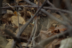 Stenocercus iridescens