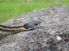 Thamnophis cyrtopsis collaris