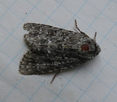 Acronicta tristis