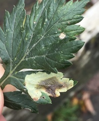 Calycomyza artemisiae