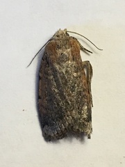 Abagrotis cupida