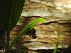 Anteros carausius carausius