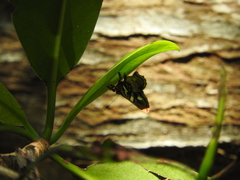 Anteros carausius carausius