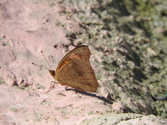 Junonia neildi varia